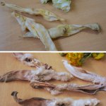 Kaninchen-Ohren