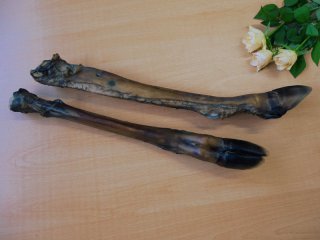 Hirsch-Unterbeine
