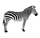 vom Zebra