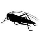 von Insekten