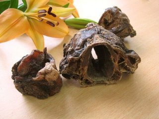 getrockneter Kamel-Kehlkopf