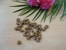 Trainings-Bits 100% Lachs 100g