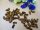 getrocknete Miesmuscheln 250g